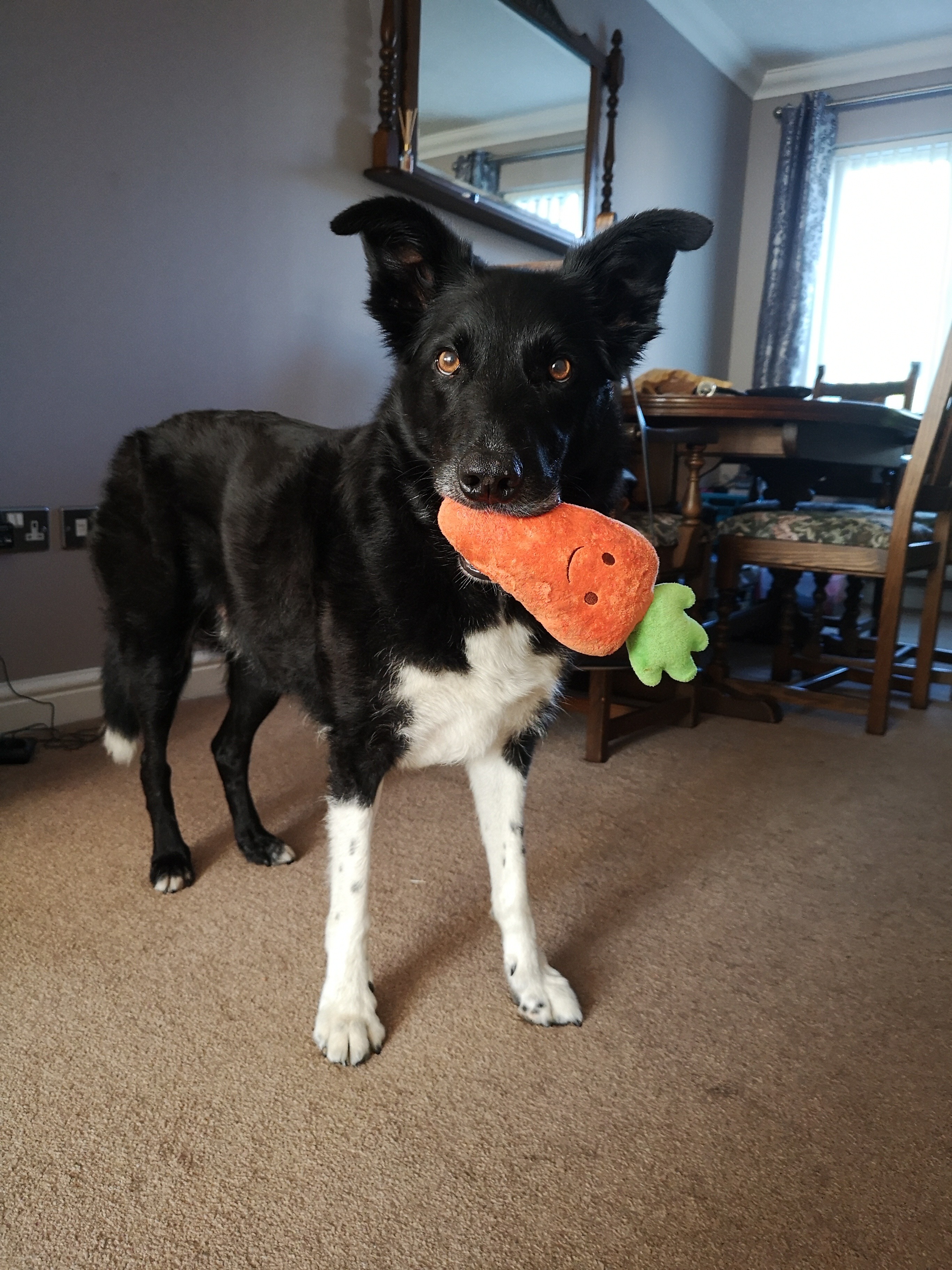 The Comfort Character Diaries: Bolt (Bolt).