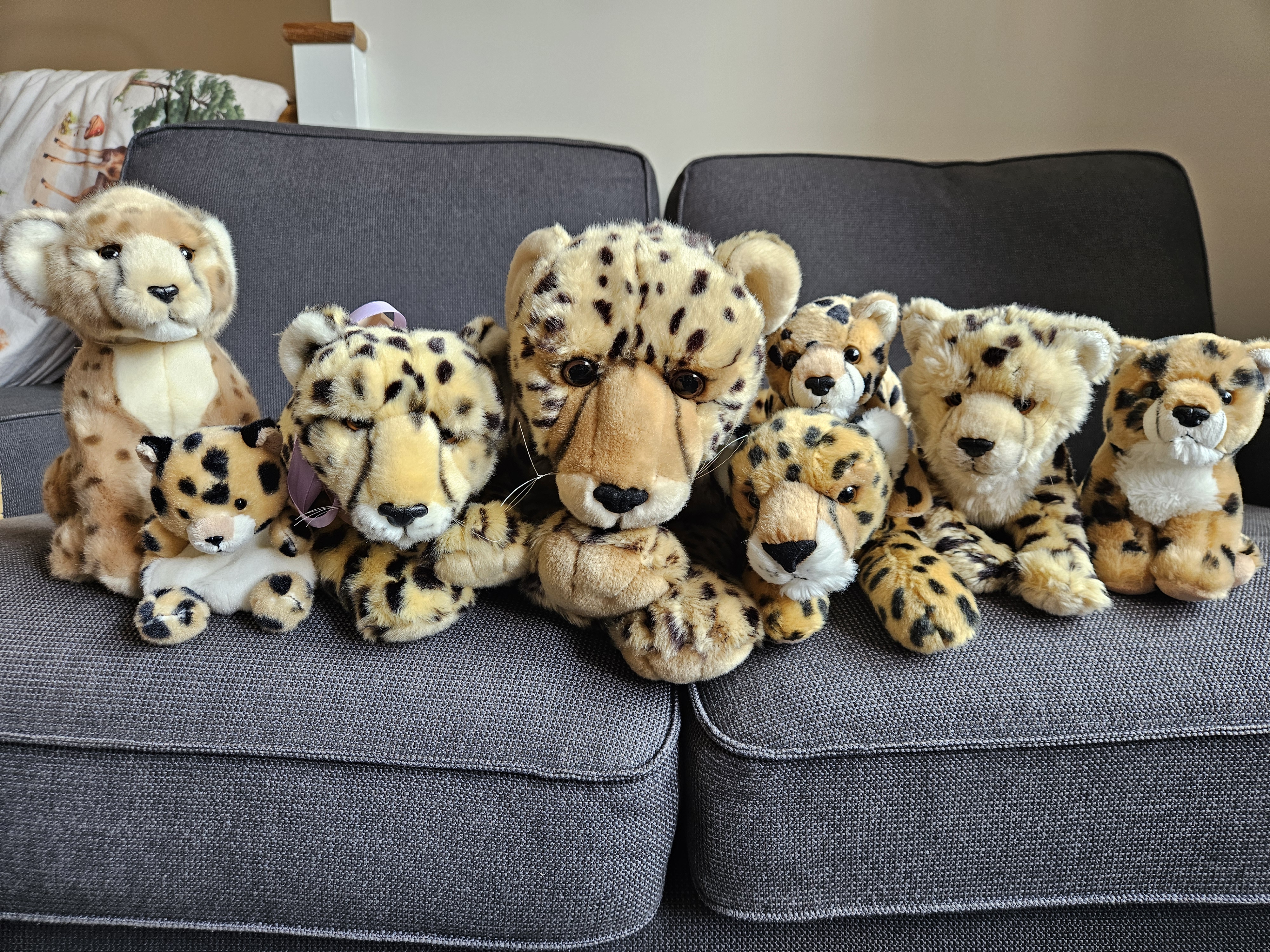 The Collection Diaries: Plush (Cheetahs).